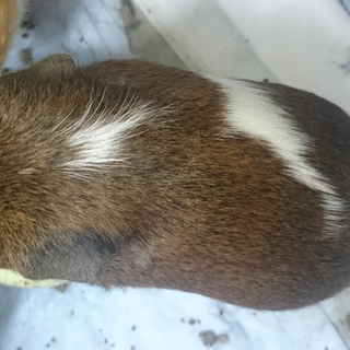 イングリッシュモルモットの飼い主さん募集