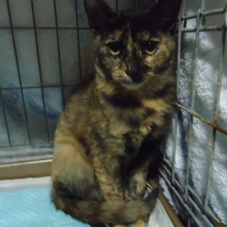 紙一重で助かった賢いさび猫4か月さびにゃん
