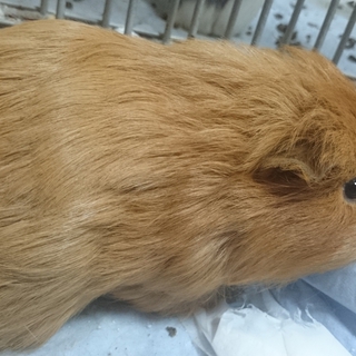 モルモットの飼い主さん募集