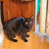  シッポ長い！美男な黒猫～♪ サムネイル2