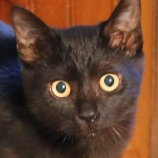  シッポ長い！美男な黒猫～♪