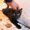  シッポ長い！美男な黒猫～♪ サムネイル4
