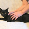  シッポ長い！美男な黒猫～♪ サムネイル7