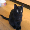  シッポ長い！美男な黒猫～♪ サムネイル5