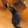  シッポ長い！美男な黒猫～♪ サムネイル6