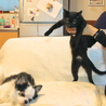  シッポ長い！美男な黒猫～♪ サムネイル3