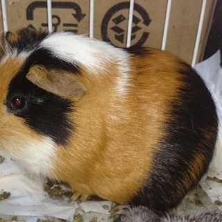 イングリッシュモルモットの飼い主さん募集