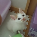 生後1か月半の仔猫です