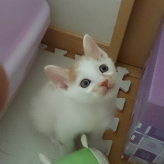 生後1か月半の仔猫です