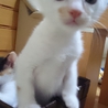 生後1か月半の仔猫です サムネイル2