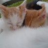 生後1か月半の仔猫です サムネイル3