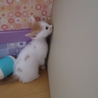 生後1か月半の仔猫です サムネイル5