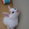 生後1か月半の仔猫です サムネイル4