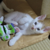 生後1か月半の仔猫です サムネイル6