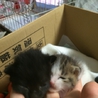 捨て猫保護しました サムネイル2