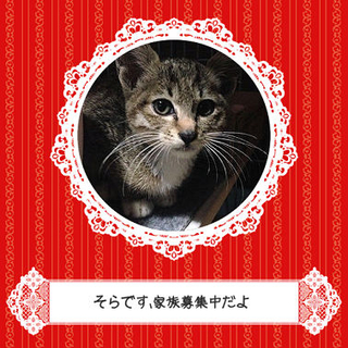 猫見知り・人見知り・家見知りしないそらちゃん