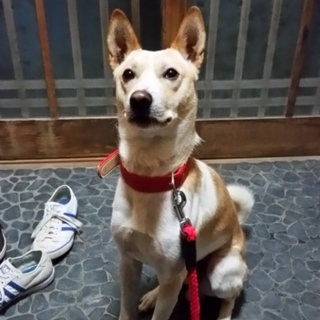 里親になってください！