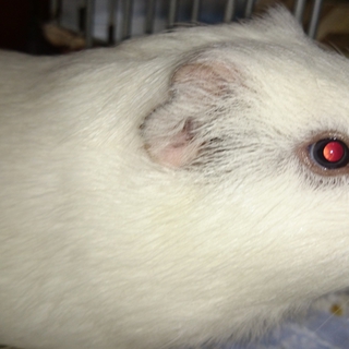 イングリッシュモルモットの飼い主さん募集