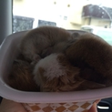 うさぎ　里親募集