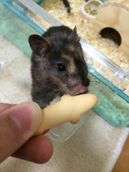 レアカラー ゴールデン 東京都 小動物の里親募集 ペットのおうち 月間利用者150万人