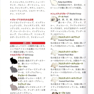 純血ホーランドロップ