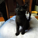 オスの子猫（黒）