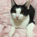 甘えん坊、やんちゃっ子！元気いっぱいです！