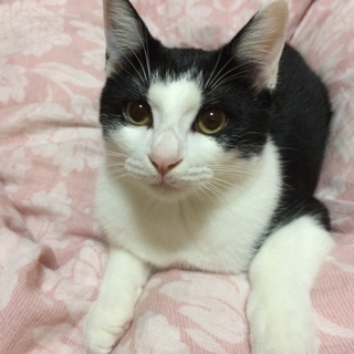 甘えん坊、やんちゃっ子！元気いっぱいです！