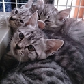 子猫を家族として迎えてくださる方を募集します！