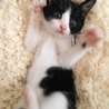 はちわれ白黒の女の子☆みろくちゃん2ヶ月くらい サムネイル3