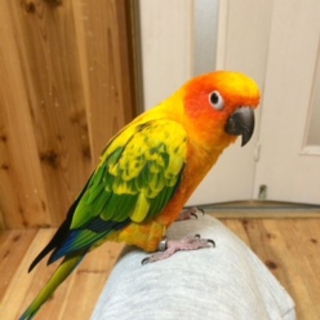 コガネメキシコインコの里親募集☆