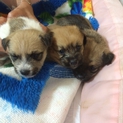 産まれたばかりの赤ちゃんです