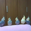 オカメインコ里親募集します！（合計３羽）