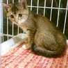 袋詰めで棄てられていた子猫 サムネイル2