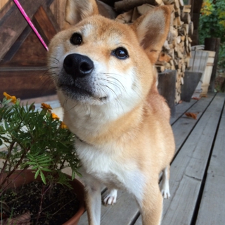 ムダ吠え無し！マメ柴犬の女の子2歳！