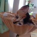 生後1か月半の仔猫です　三毛の女の子