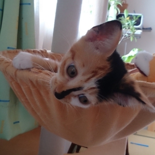 生後1か月半の仔猫です　三毛の女の子