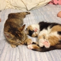 元気な子猫姉妹です