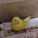セキセイインコ 雛 生後1ヶ月ちょっと