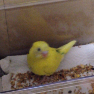 セキセイインコ 雛 生後1ヶ月ちょっと