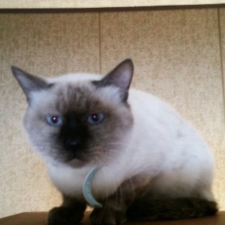 飼い主さんが決まりました！
