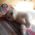 子猫の里親募集2