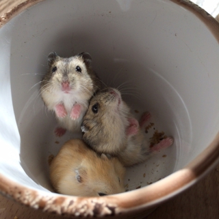 我が家で生まれて大事に育てました!里親募集中