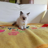 募集一時停止　かわいいモコモコシャム系 サムネイル2