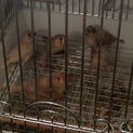 キンカチョウ里親募集