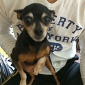 成犬ですが可愛がってくれる方募集してます。