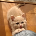 クリームトラのラッキー君