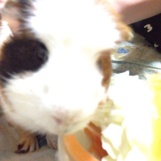 募集終了です。