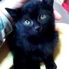 子猫里親募集 サムネイル2