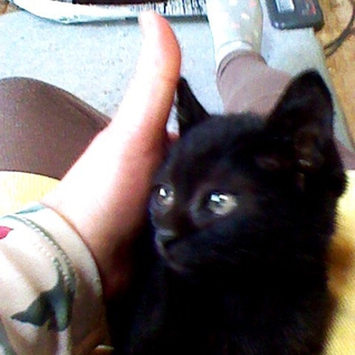 子猫里親募集